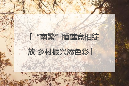 “南繁”睡莲竞相绽放 乡村振兴添色彩