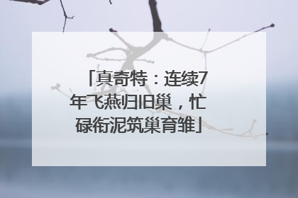 真奇特：连续7年飞燕归旧巢，忙碌衔泥筑巢育雏