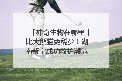 神奇生物在哪里｜比大熊猫更稀少！湖南新宁成功救护濒危鸟类海南鳽