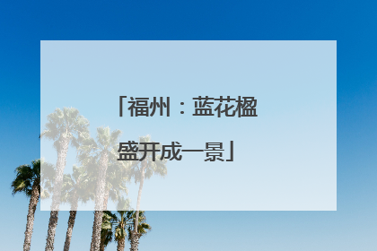 福州：蓝花楹盛开成一景