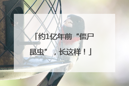 约1亿年前“僵尸昆虫”，长这样！