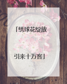 绣球花绽放 引来十万客