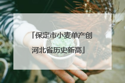 保定市小麦单产创河北省历史新高