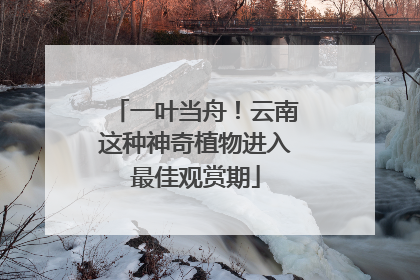 一叶当舟！云南这种神奇植物进入最佳观赏期