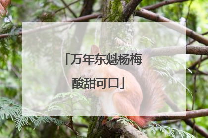 万年东魁杨梅 酸甜可口