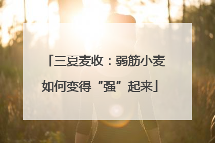 三夏麦收：弱筋小麦如何变得“强”起来