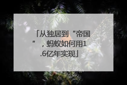 从独居到“帝国”，蚂蚁如何用1.6亿年实现
