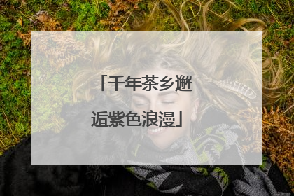 千年茶乡邂逅紫色浪漫