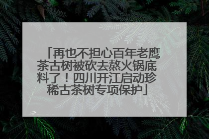 再也不担心百年老鹰茶古树被砍去熬火锅底料了！四川开江启动珍稀古茶树专项保护