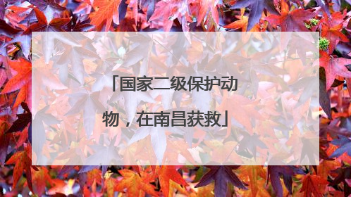 国家二级保护动物，在南昌获救