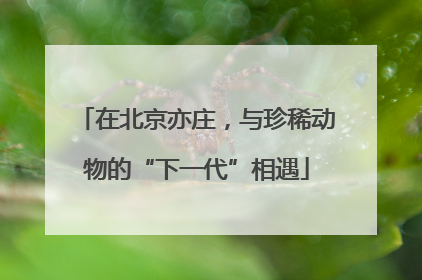 在北京亦庄，与珍稀动物的“下一代”相遇