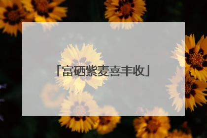 富硒紫麦喜丰收