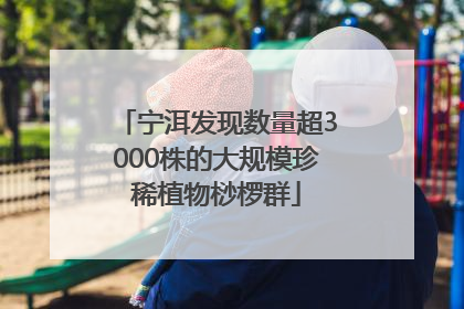 宁洱发现数量超3000株的大规模珍稀植物桫椤群
