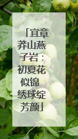 宜章莽山燕子岩：初夏花似锦 绣球绽芳颜