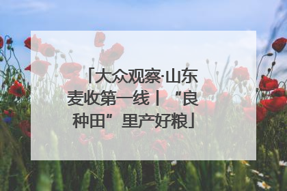 大众观察·山东麦收第一线丨“良种田”里产好粮