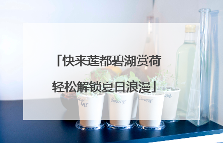 快来莲都碧湖赏荷 轻松解锁夏日浪漫