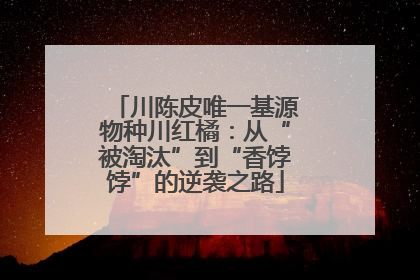 川陈皮唯一基源物种川红橘：从“被淘汰”到“香饽饽”的逆袭之路