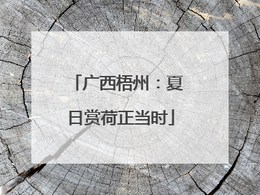 广西梧州：夏日赏荷正当时