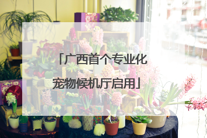 广西首个专业化宠物候机厅启用