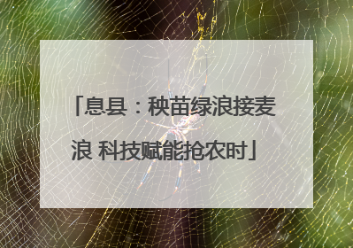 息县：秧苗绿浪接麦浪 科技赋能抢农时