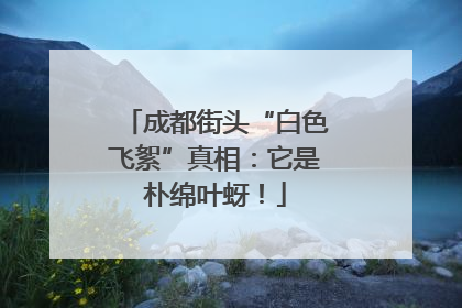 成都街头“白色飞絮”真相：它是朴绵叶蚜！