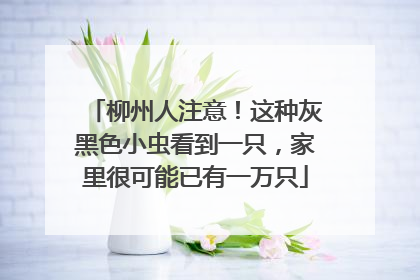 柳州人注意！这种灰黑色小虫看到一只，家里很可能已有一万只