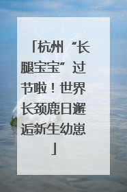 杭州“长腿宝宝”过节啦！世界长颈鹿日邂逅新生幼崽