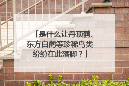 是什么让丹顶鹤、东方白鹳等珍稀鸟类纷纷在此落脚？