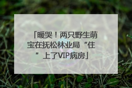 暖哭！两只野生萌宝在抚松林业局“住”上了VIP病房