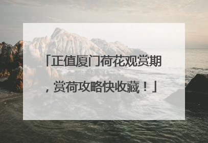 正值厦门荷花观赏期，赏荷攻略快收藏！
