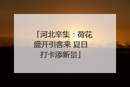河北辛集：荷花盛开引客来 夏日打卡添新景