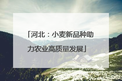 河北：小麦新品种助力农业高质量发展
