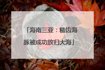 海南三亚：糙齿海豚被成功放归大海
