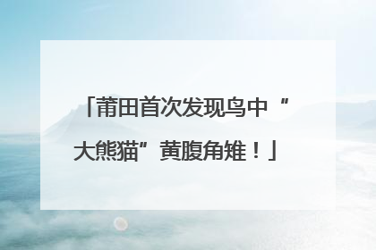 莆田首次发现鸟中“大熊猫”黄腹角雉！