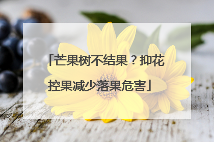 芒果树不结果？抑花控果减少落果危害