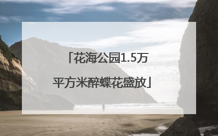 花海公园1.5万平方米醉蝶花盛放
