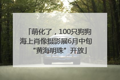 萌化了，100只狗狗海上肖像摄影展6月中旬“黄海明珠”开放