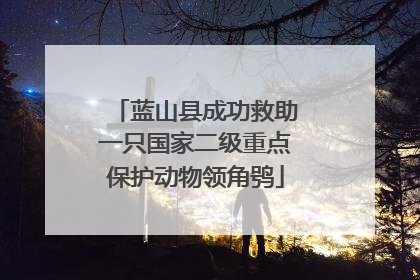 蓝山县成功救助一只国家二级重点保护动物领角鸮