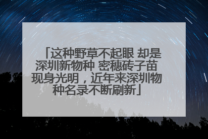 这种野草不起眼 却是深圳新物种 密穗砖子苗现身光明，近年来深圳物种名录不断刷新