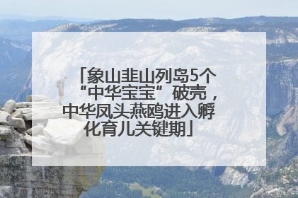 象山韭山列岛5个“中华宝宝”破壳，中华凤头燕鸥进入孵化育儿关键期