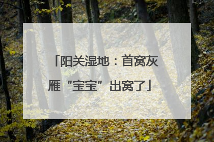 阳关湿地：首窝灰雁“宝宝”出窝了