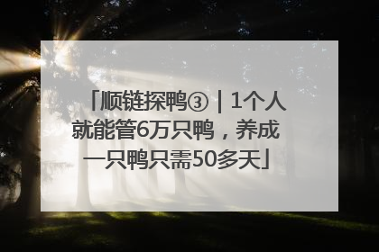 顺链探鸭③｜1个人就能管6万只鸭，养成一只鸭只需50多天