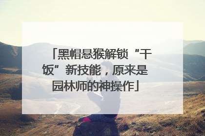 黑帽悬猴解锁“干饭”新技能，原来是园林师的神操作