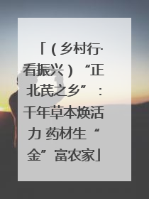 （乡村行·看振兴）“正北芪之乡”：千年草本焕活力 药材生“金”富农家