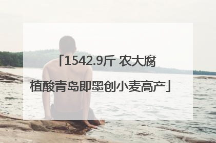 1542.9斤 农大腐植酸青岛即墨创小麦高产