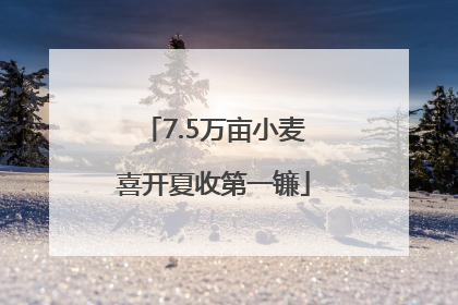 7.5万亩小麦喜开夏收第一镰
